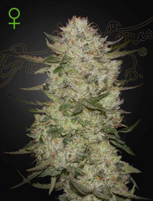 Highcloudz Auto Feminised Seeds - 10