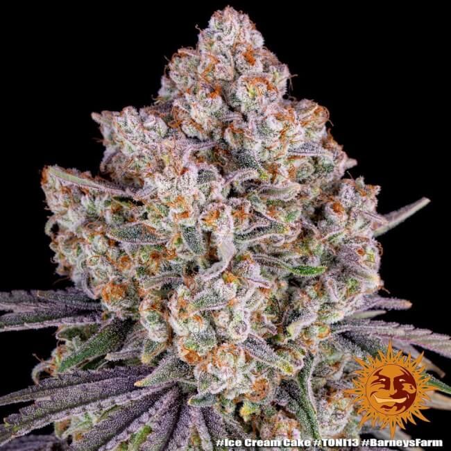 Ice Cream Cake Feminised Seeds - 5