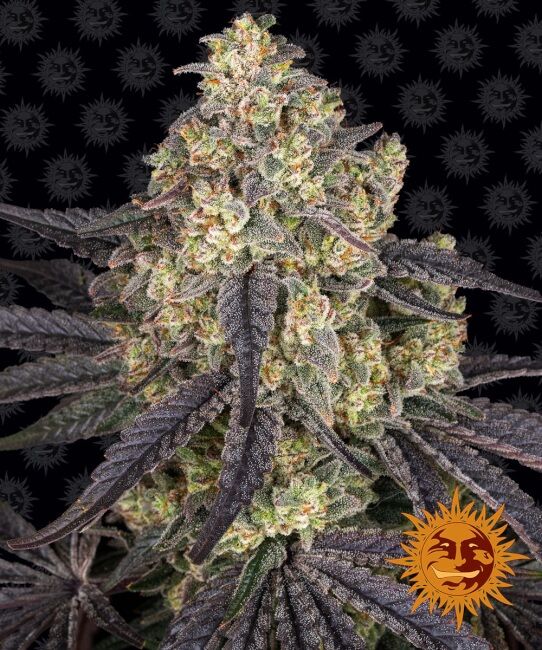 Kush Mintz Feminised Seeds - 5