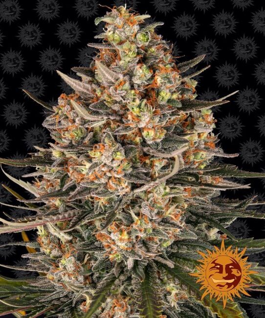 Lemon Drizzle Feminised Seeds - 5