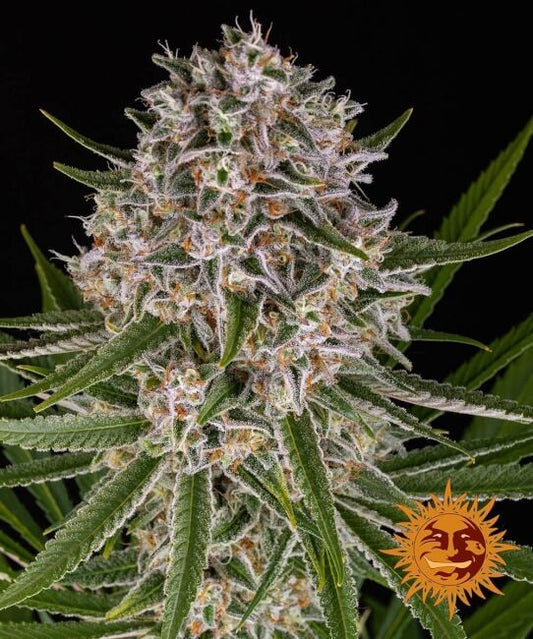 Lemon Haze Auto Feminised Seeds - 5