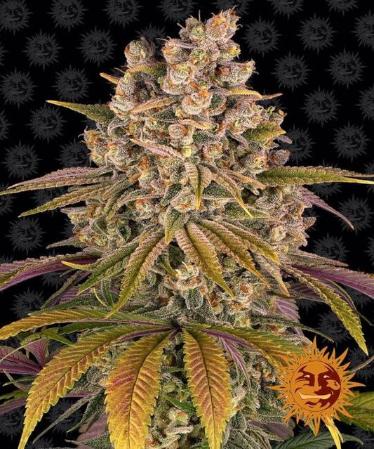 Lemon Tree Feminised Seeds - 5