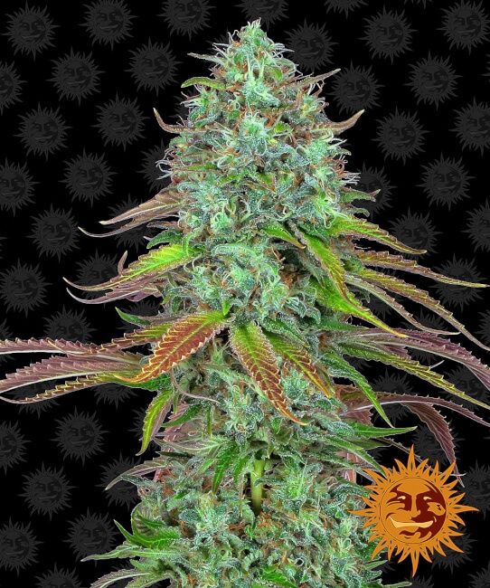 LSD Auto Feminised Seeds - 5