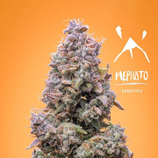 Mango Smile Auto Feminised Seeds - 3