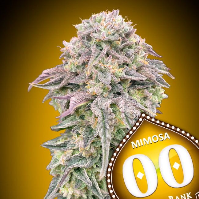 Mimosa Feminised Seeds - 5