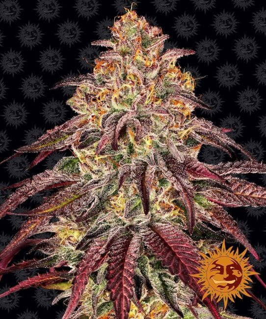 Mimosa x Orange Punch Auto Feminised Seeds - 5