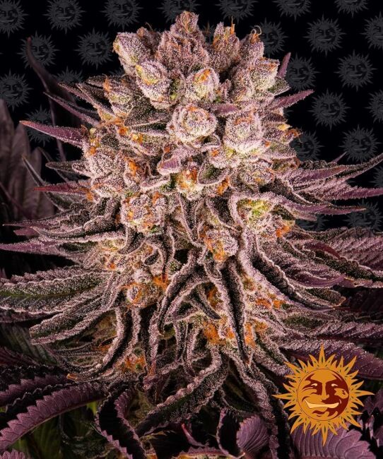 Mimosa x Orange Punch Feminised Seeds - 5