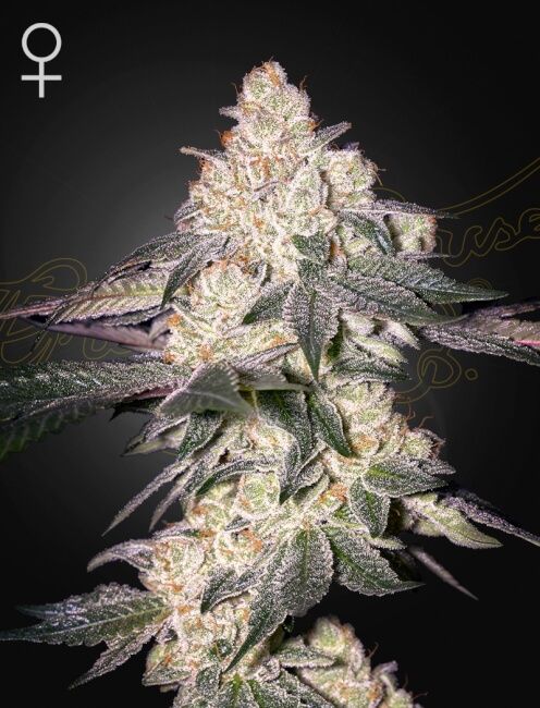 Moweeto Feminised Seeds - 10