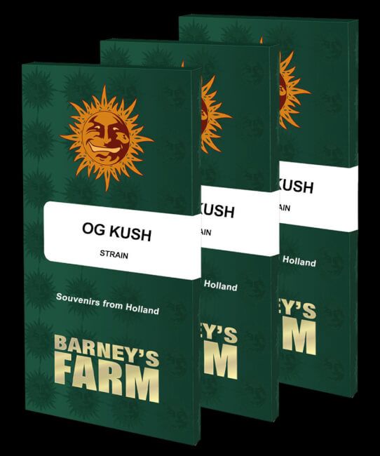 OG Kush Feminised Seeds - 5