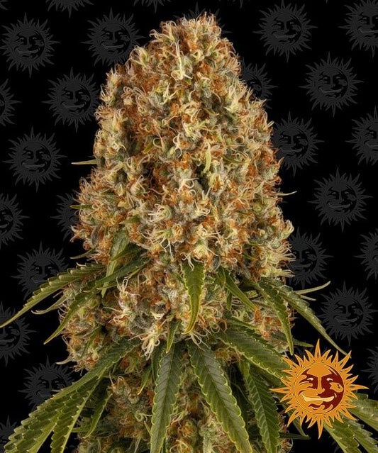 Orange Sherbert Feminised Seeds - 5