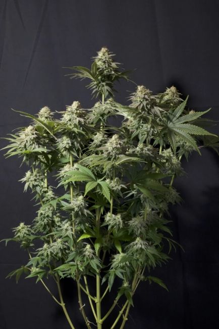 Orange Sherbet FAST Feminised Seeds - 5