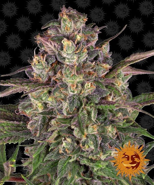 Peyote Critical Feminised Seeds - 5