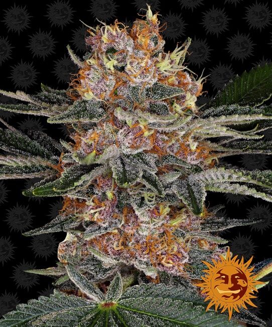 Purple Punch Auto Feminised Seeds - 5