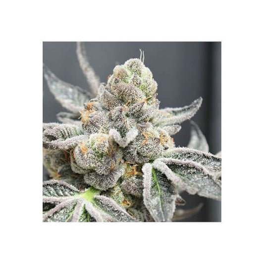 Radical Juice Auto Feminised Seeds - 5