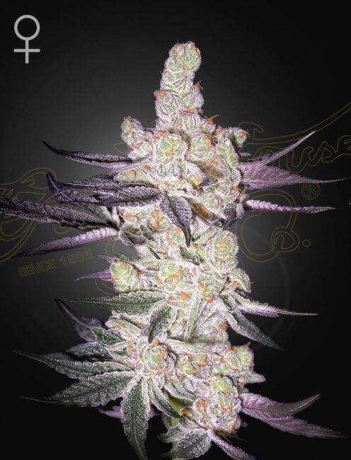 Razuberi Feminised Seeds - 10