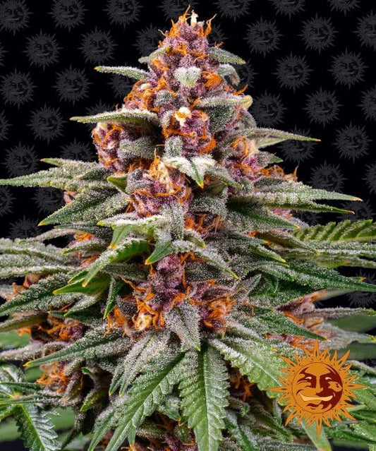 Runtz Auto Feminised Seeds - 5