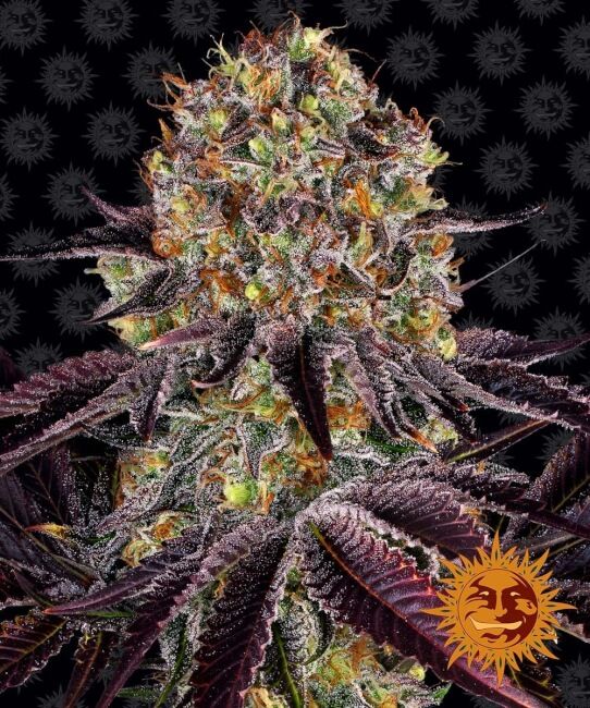 Runtz x Layer Cake Feminised Seeds - 5