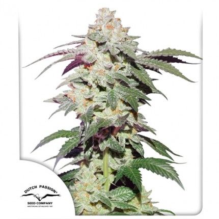 Skywalker Haze Feminised Seeds - 5