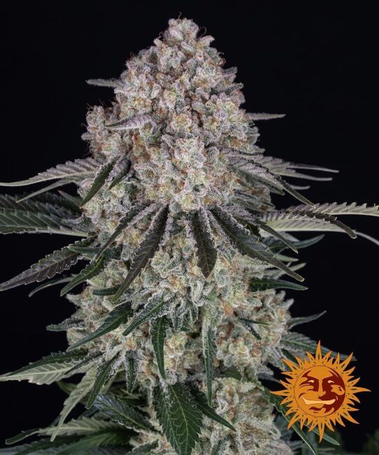 Sour Diesel Auto Feminised Seeds - 10