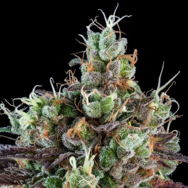 Sour Ripper Auto Feminised Seeds - 5