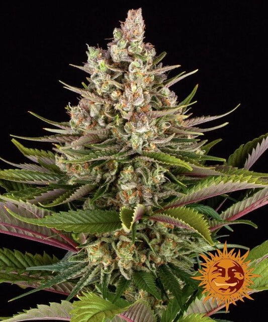 Sour Strawberry Feminised Seeds - 5