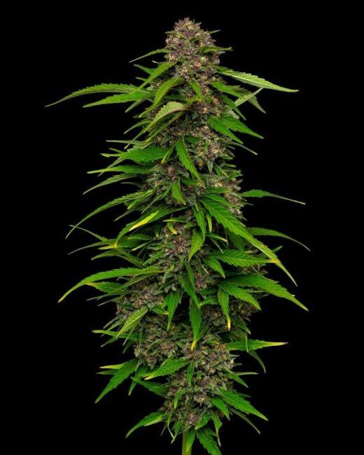 Squirt Auto Feminised Seeds - 5