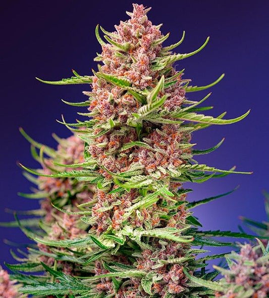 Strawberry Cola Sherbet F1 Fast Version Feminised Seeds - 3