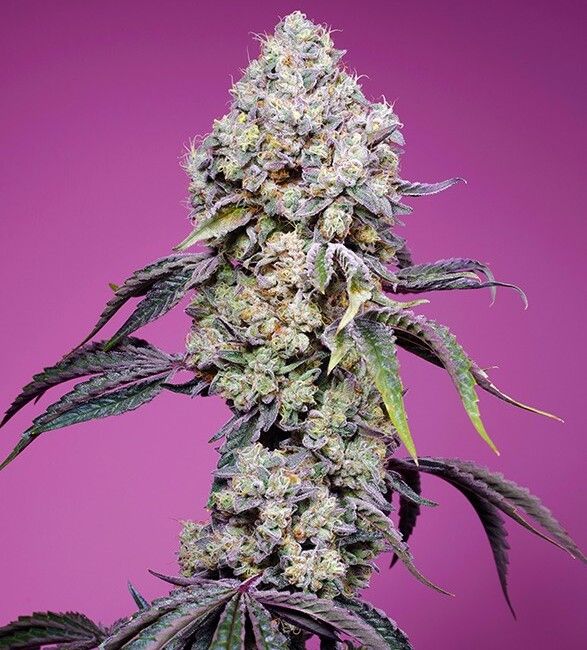 Sweet Mandarine Zkittlez F1 Fast Version Feminised Seeds - 3