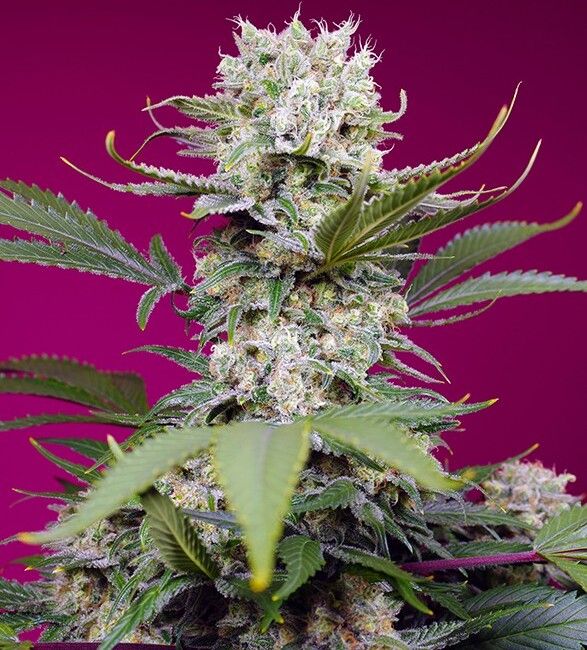 Sweet Mandarine Zkittlez XL Auto Feminised Seeds - 3