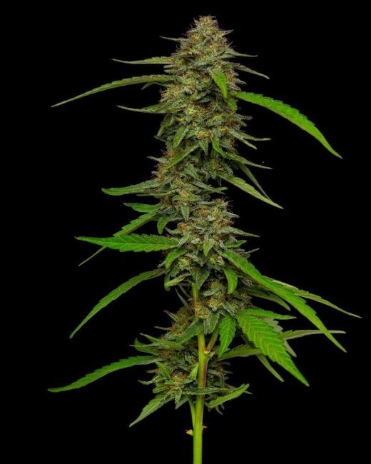 Strawberry Cheesecake Auto Feminised Seeds - 5