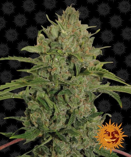 Triple Cheese Feminised Seeds - 5