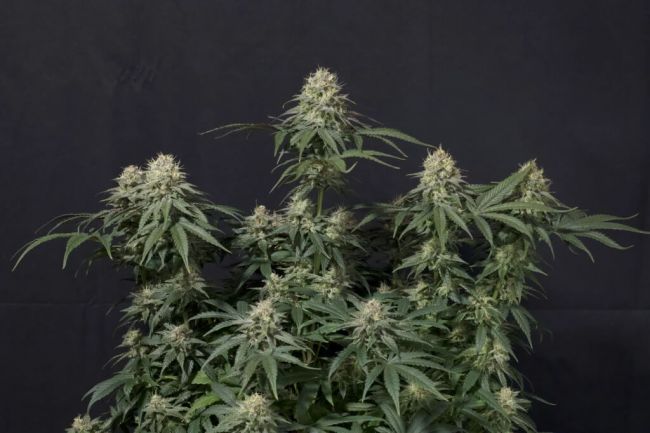 Tropicana Cookies FAST Feminised Seeds - 5