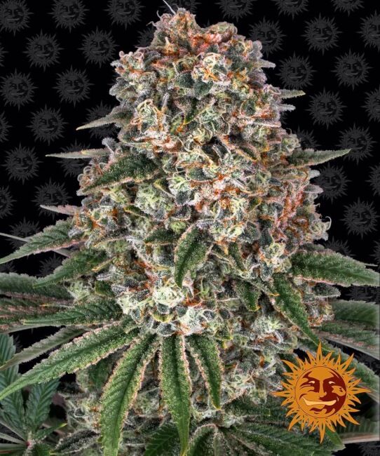 Tropicanna Banana Feminised Seeds - 5