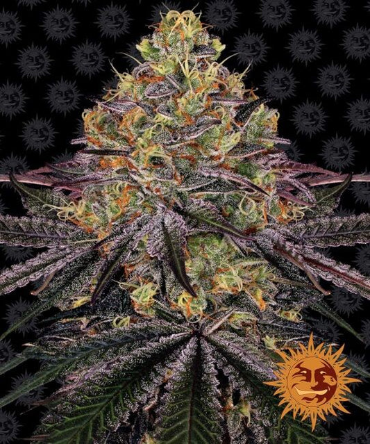 Watermelon Zkittlez Feminised Seeds - 5