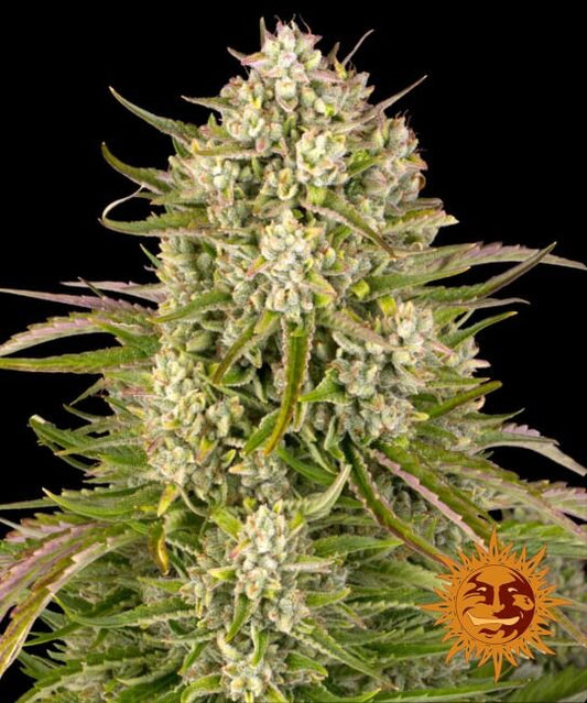 Wedding Cake Auto Feminised Seeds - 5