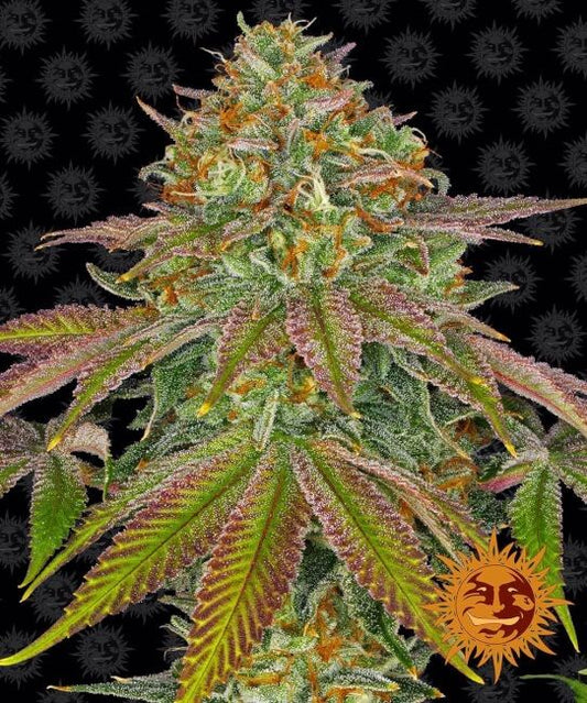 Wedding Cake Feminised Seeds - 5