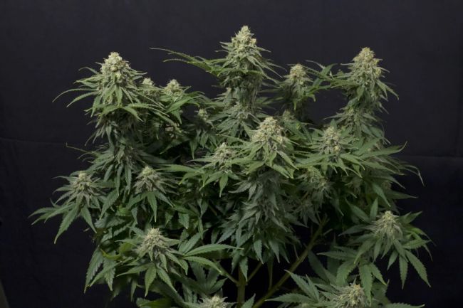 Wedding Cheesecake FAST Feminised Seeds - 5